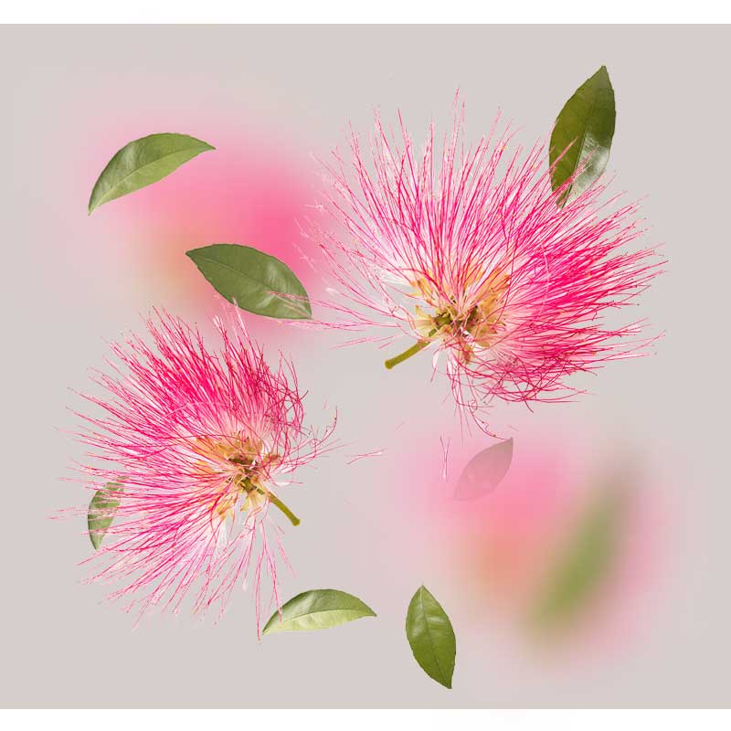 Seidenbaum Seidenbaum (Albizia julibrissin) – Nahaufnahme der zarten, rosa-weißen Blüten mit fächerartigen Staubgefäßen und gefiederten Blättern