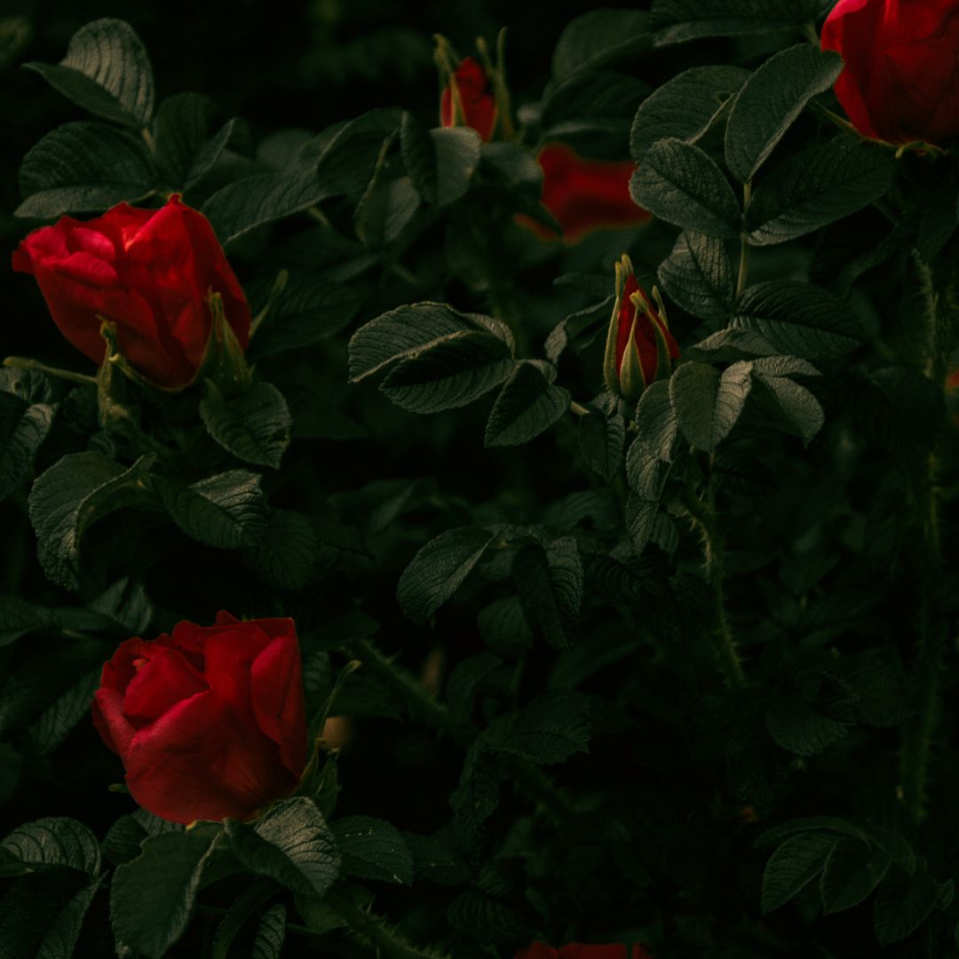 Was Liebe mit uns macht Rote Rosen in dunklem Blattwerk, symbolisierend Liebe und Zuneigung, passend zum Thema des Blogbeitrags über die Biochemie der Liebe.