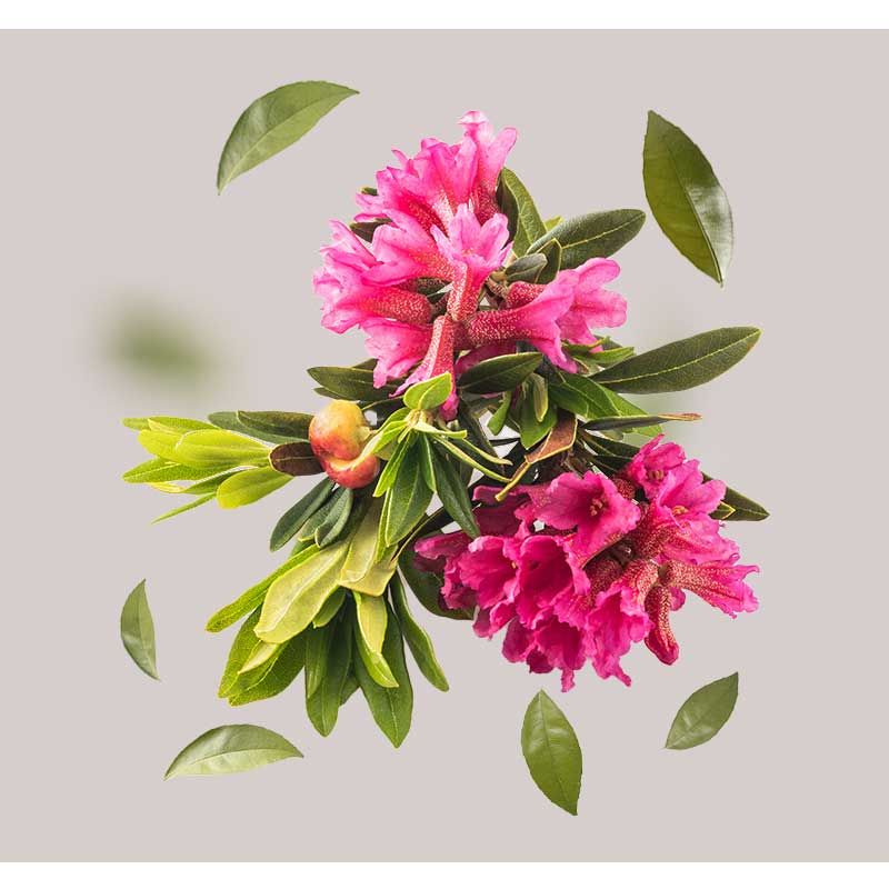 alpenrosenextrakt Alpenrosenextrakt – Nahaufnahme der zarten, rosafarbenen Blüten der Alpenrose (Rhododendron ferrugineum), die in den Schweizer Alpen wächst.