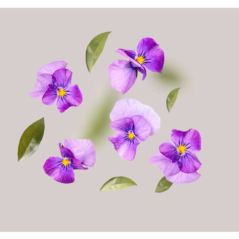 Stiefmütterchen-extrakt Stiefmütterchenblüten und grüne Blätter auf grauem Hintergrund, symbolisieren die natürlichen Inhaltsstoffe im Purifying Tonic von RAU Cosmetics für unreine Haut.