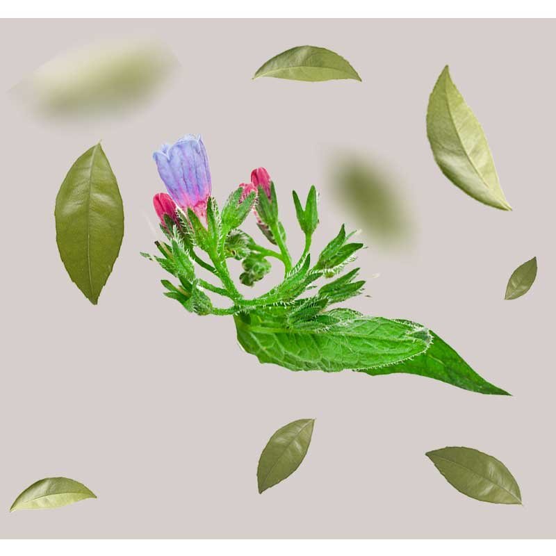 Blühende Pflanze mit violetten und rosa Blüten, umgeben von grünen Blättern, die die natürlichen Inhaltsstoffe in den Hautpflegeprodukten von RAU Cosmetics repräsentieren.