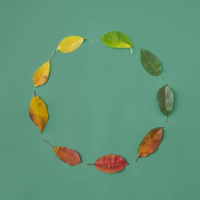 Kreis aus bunten Blättern auf grünem Hintergrund, symbolisiert den Wechsel der Jahreszeiten und die Hautpflege-Routine Skin Cycling.